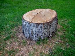 Best Tree Preservation Services  in Grayson, GA