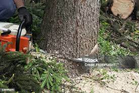  Grayson, GA Tree Removal Pros