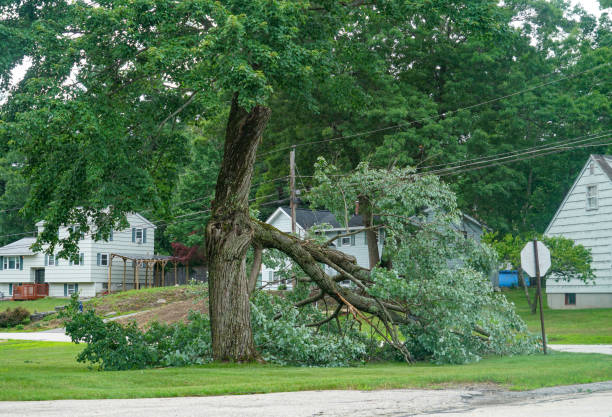 Best Tree Maintenance Programs  in Grayson, GA