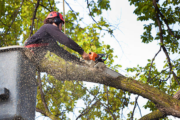 Best Tree Health Inspection  in Grayson, GA